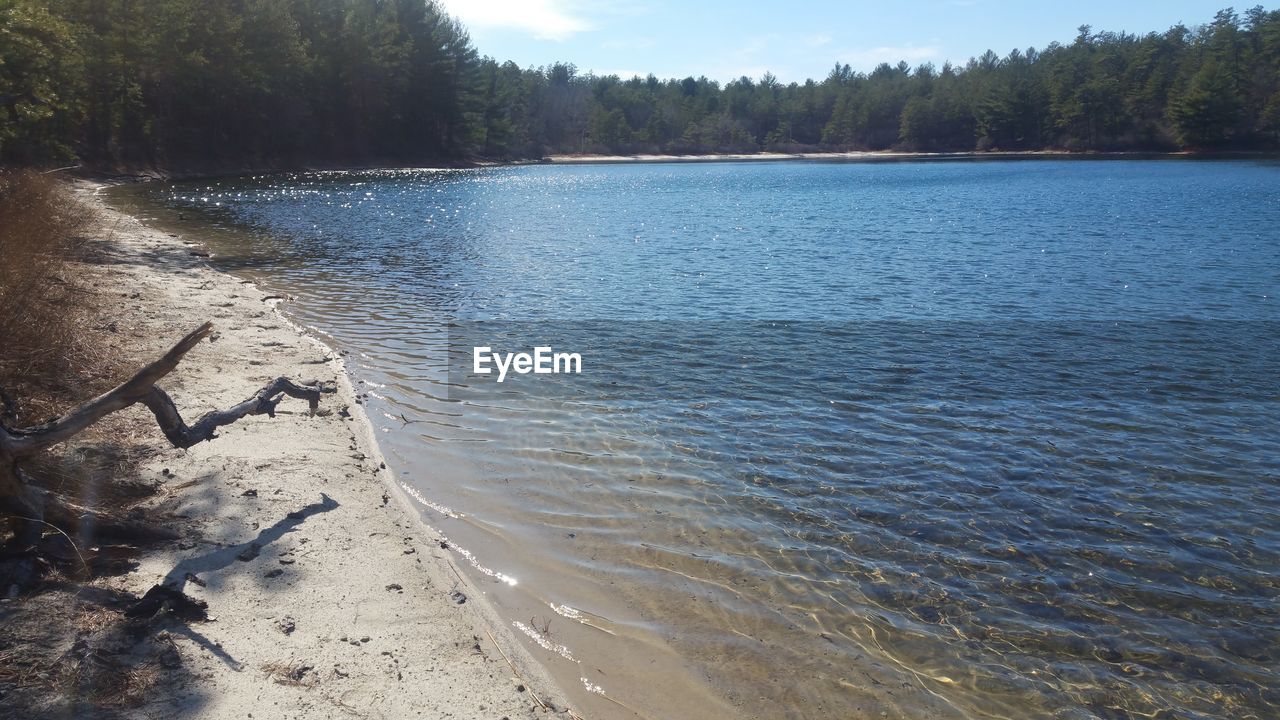 TREES ON SHORE