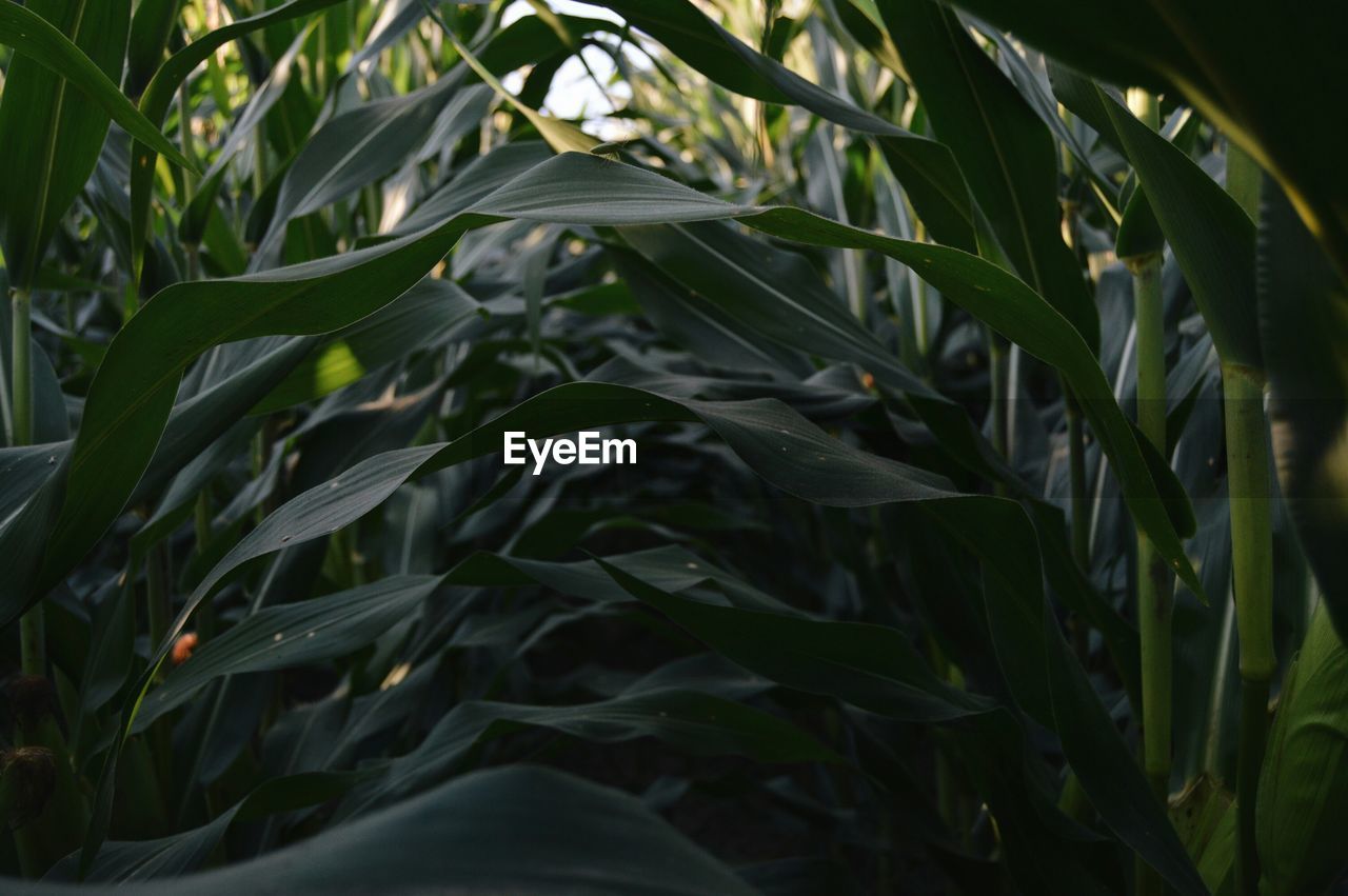Close-up of plants growing on field