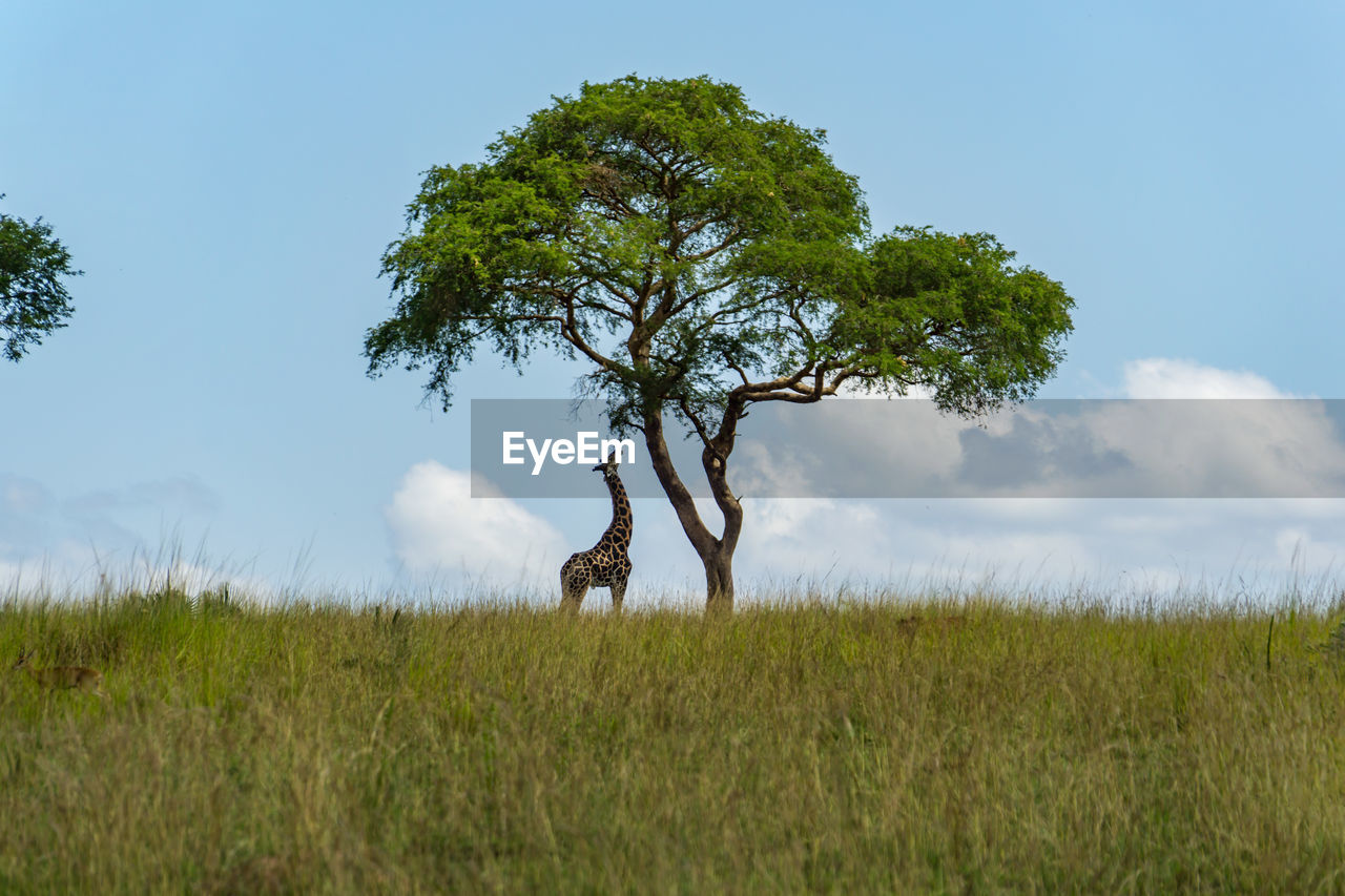 Giraffe picking leafs from a tree in murchison falls national park