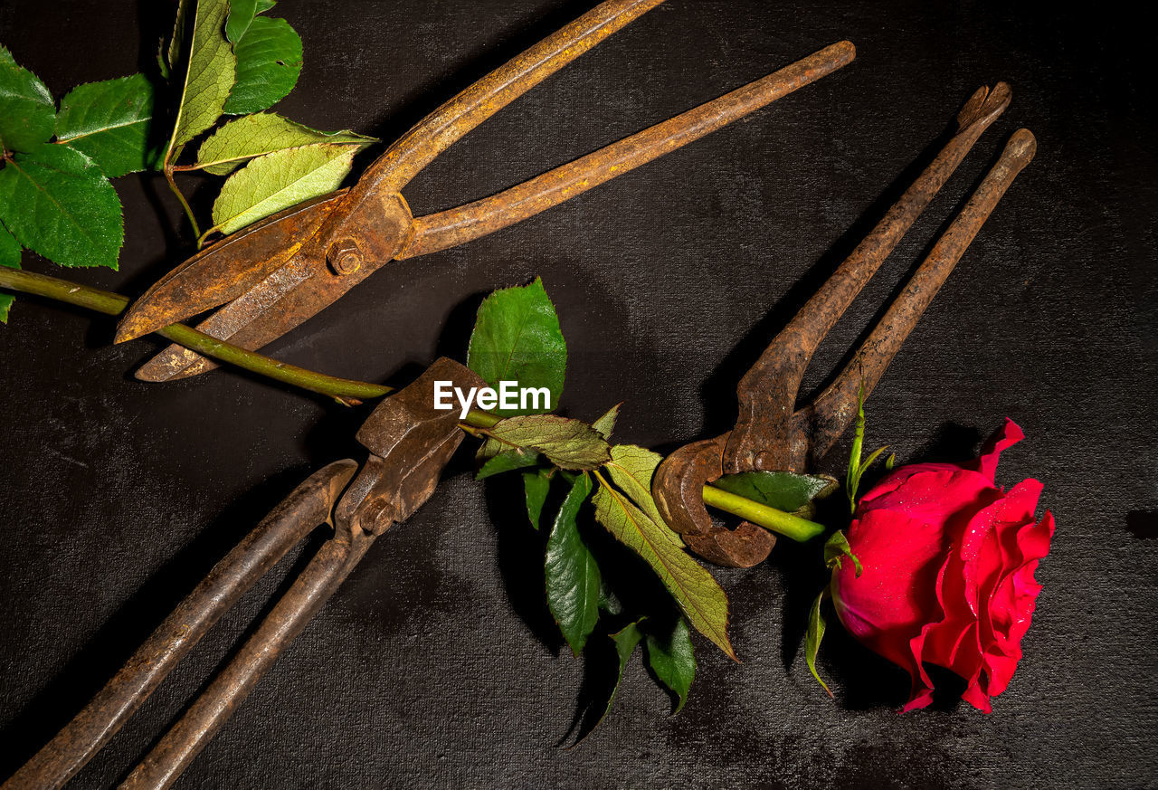 Creative still life with old rusty metal hand scissors and red rose on a black background