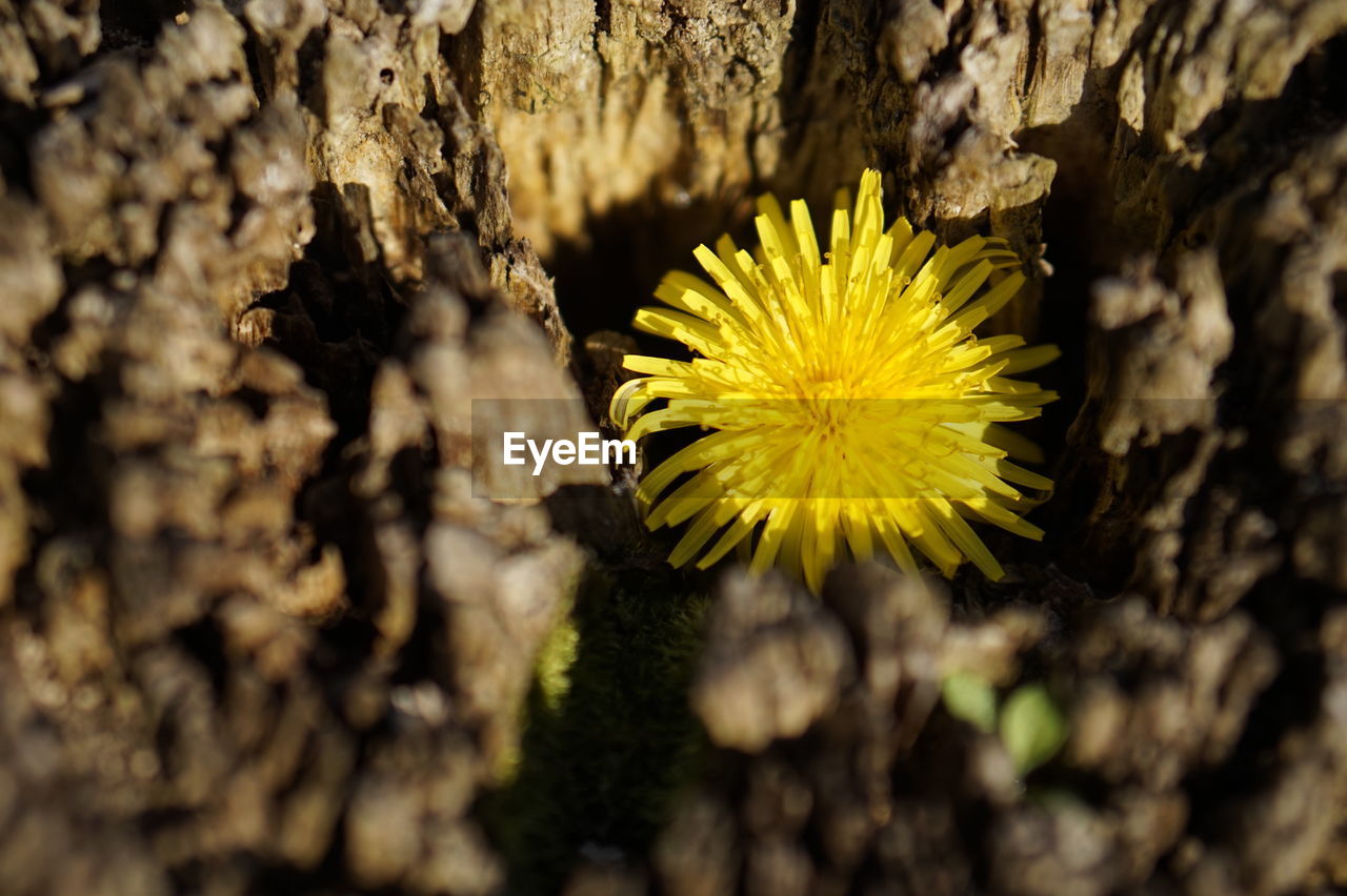 CLOSE-UP OF YELLOW FLOWER AGAINST TREE TRUNK