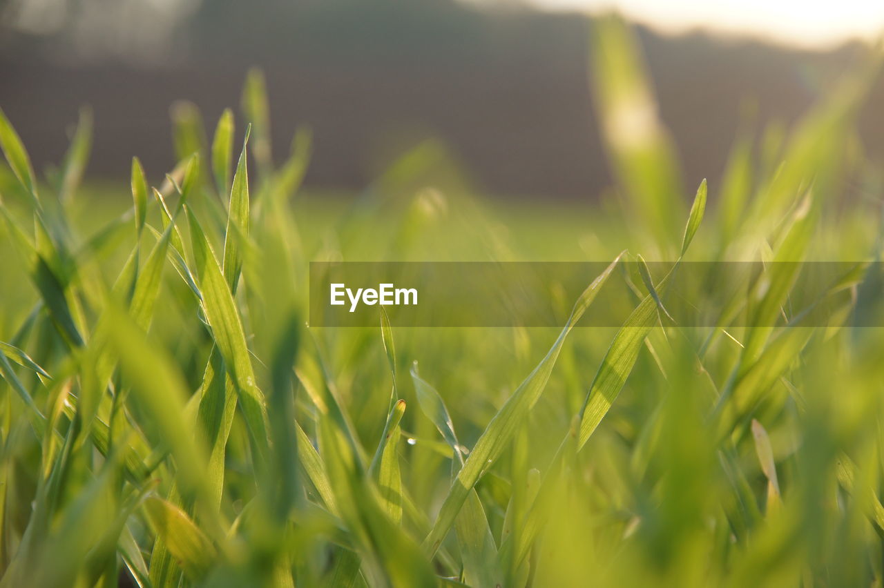 Close-up of wheat growing on field