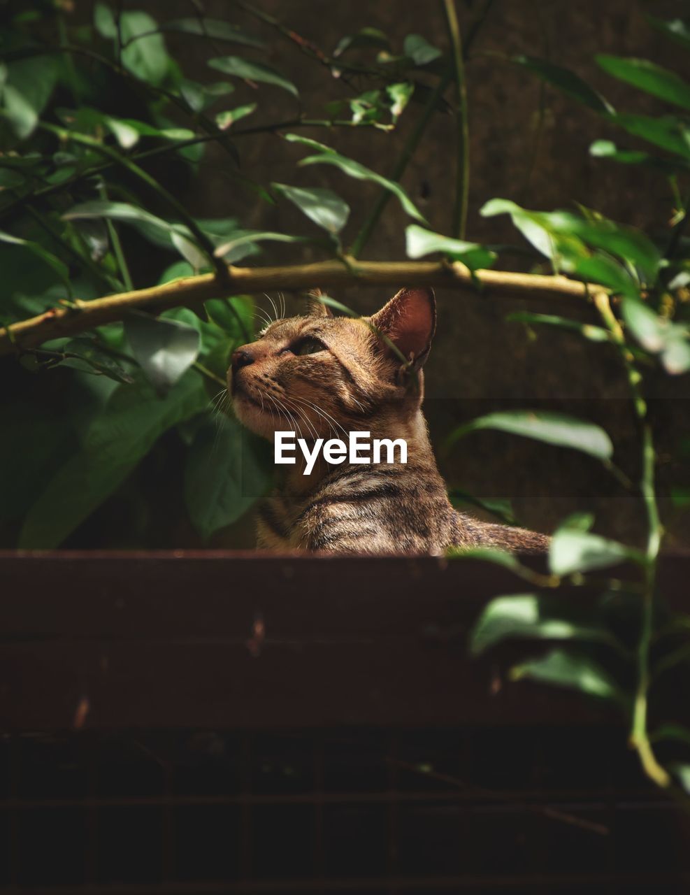 VIEW OF A CAT SITTING ON PLANT