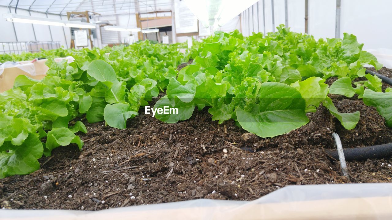 CLOSE-UP OF PLANTS IN GREENHOUSE AT HOME