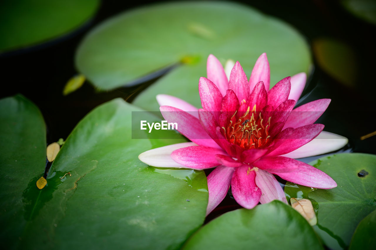 CLOSE-UP OF PINK WATER LILY