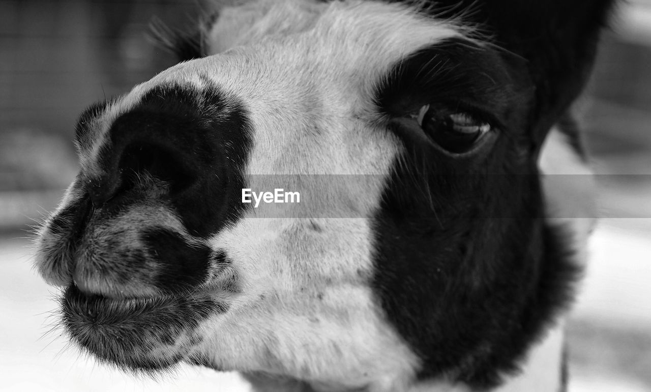 CLOSE-UP PORTRAIT OF DOG