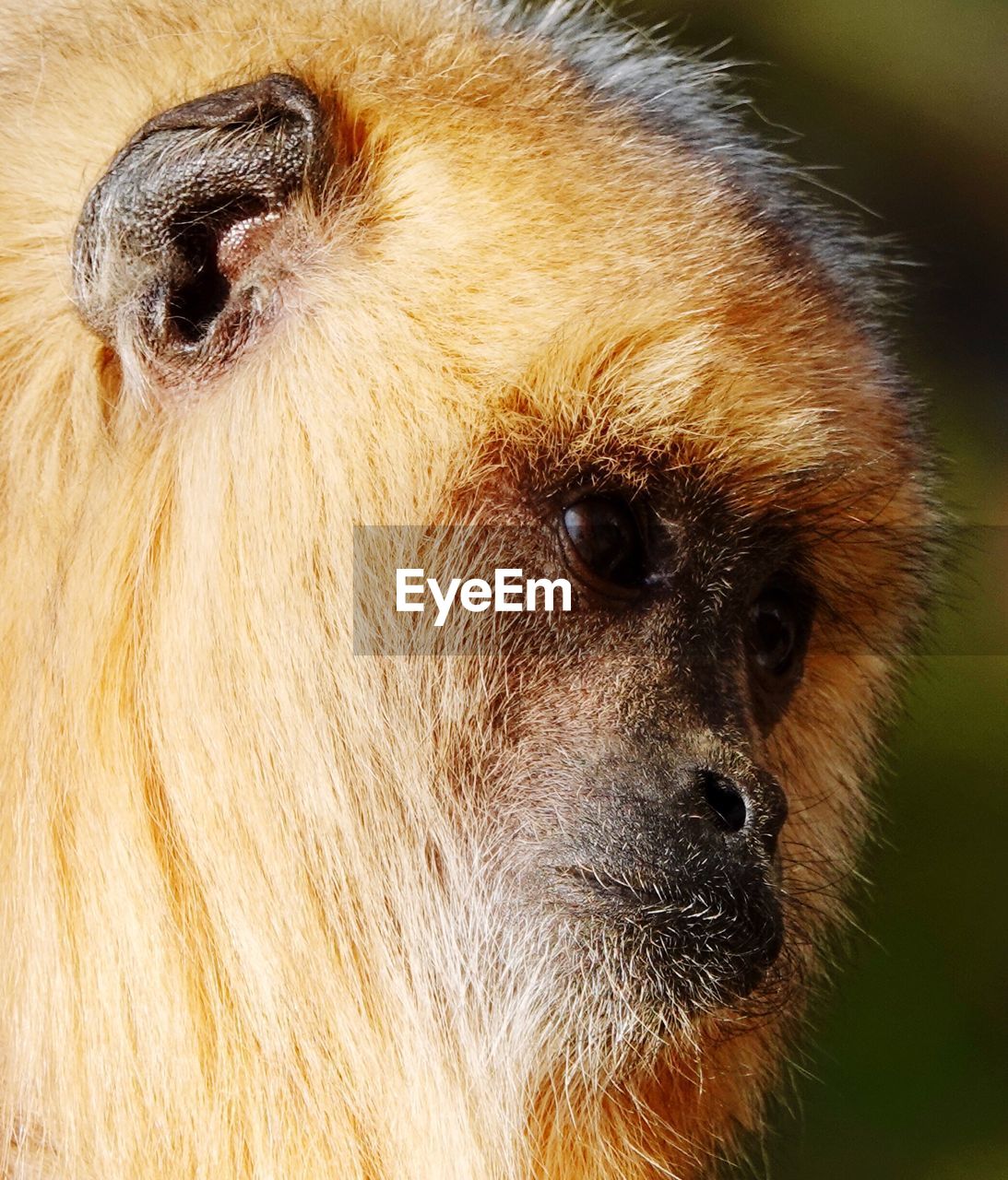 Monkey at blackpool zoo.