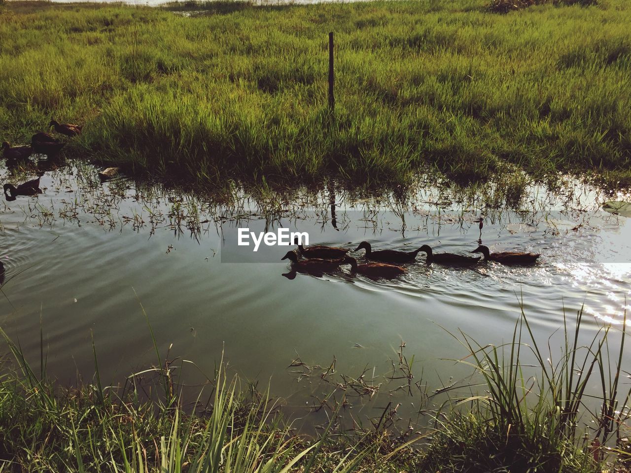 High angle view of birds swimming in lake