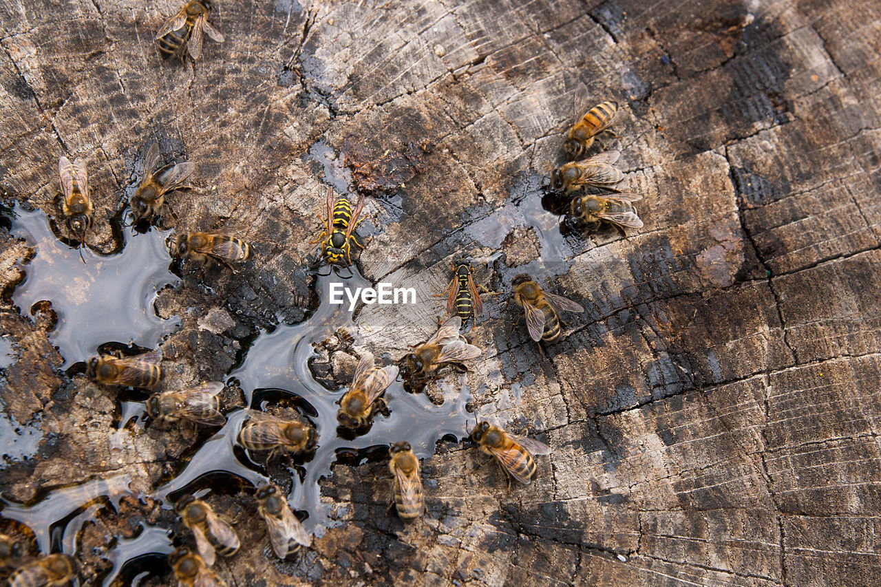 Close-up of honey bees on tree stump