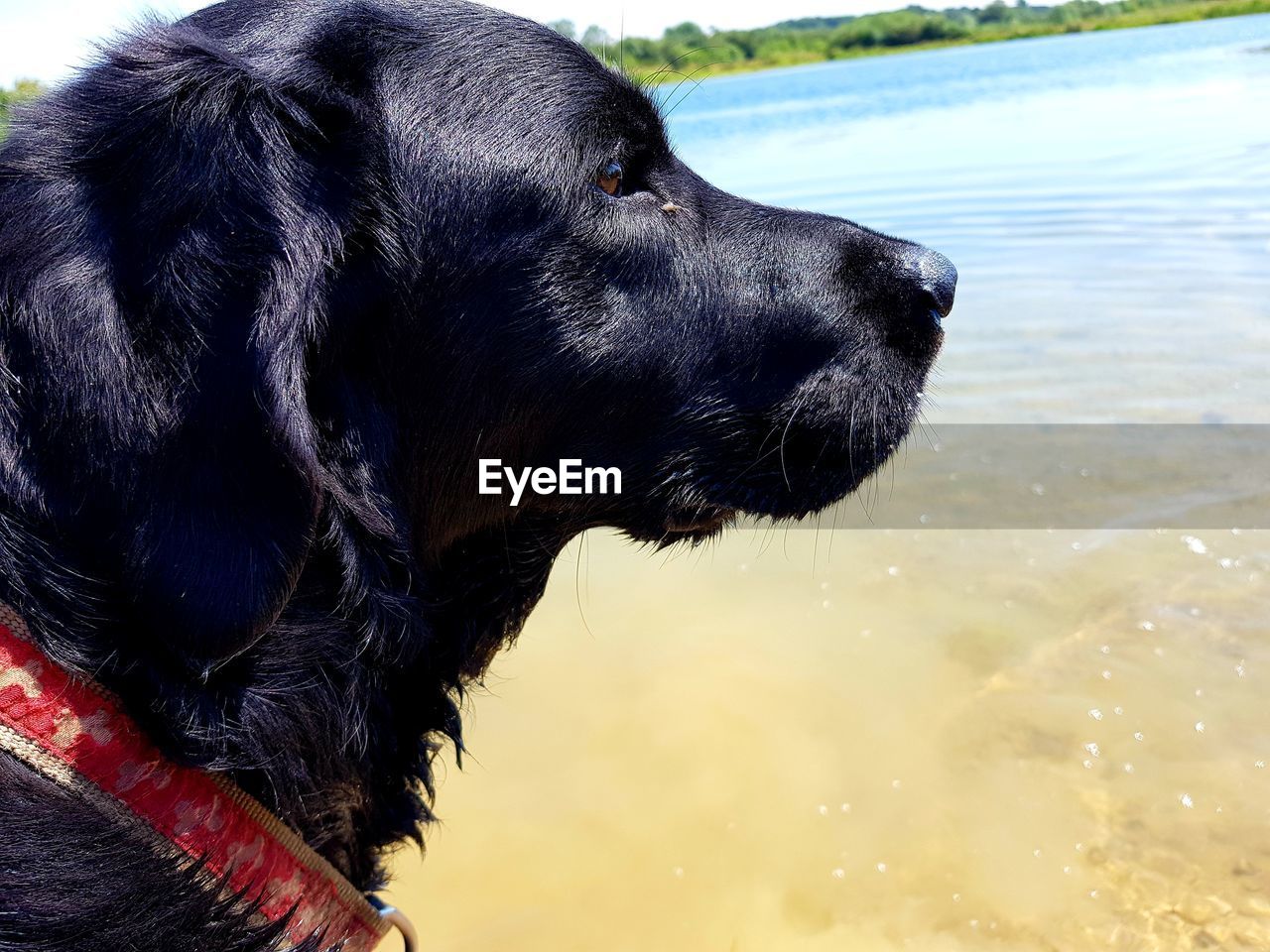 CLOSE-UP OF A DOG