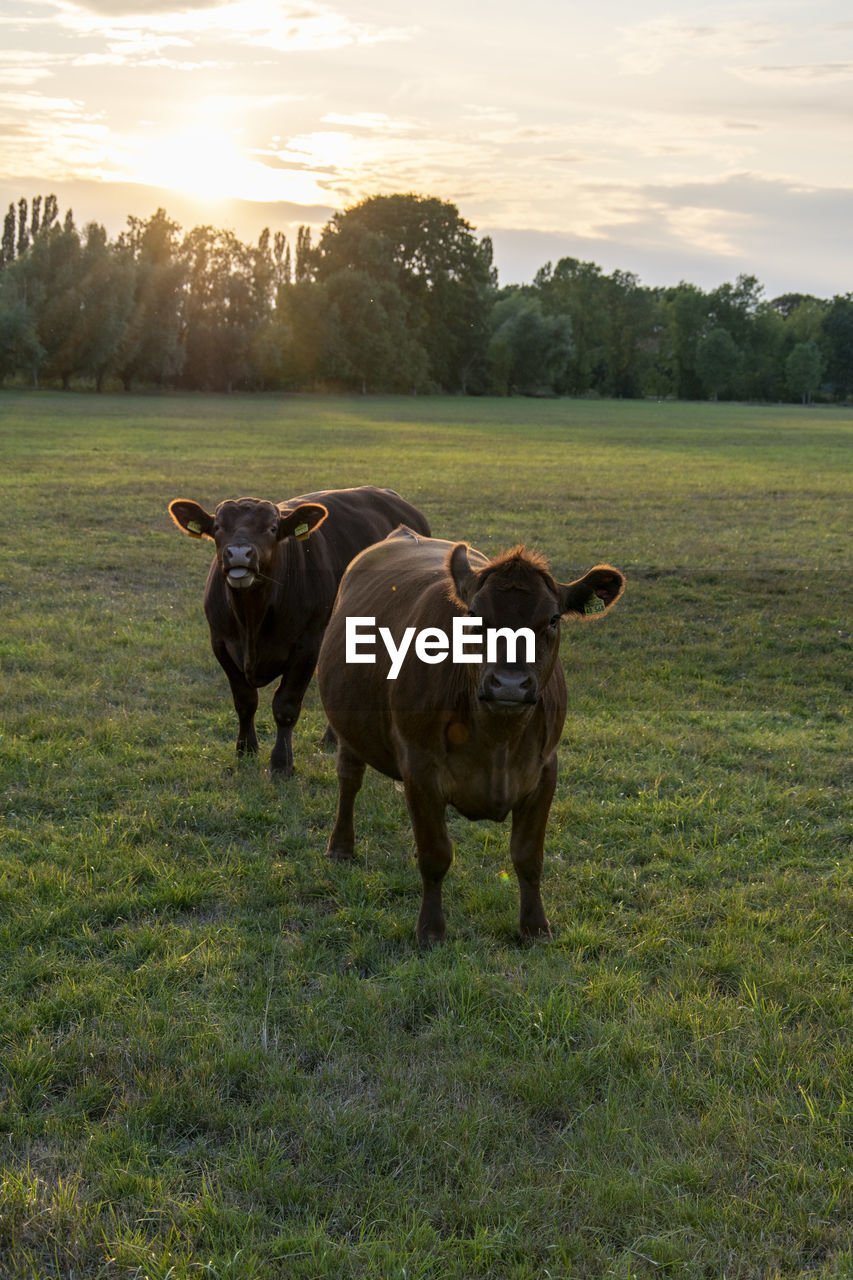 COWS ON GRASSY FIELD