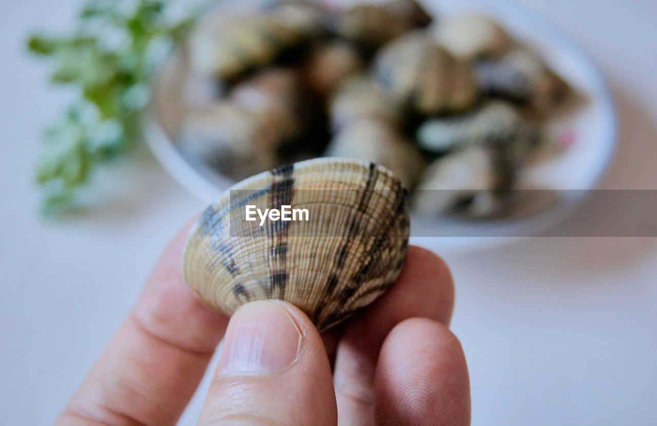 CLOSE-UP OF HUMAN HAND HOLDING SHELL