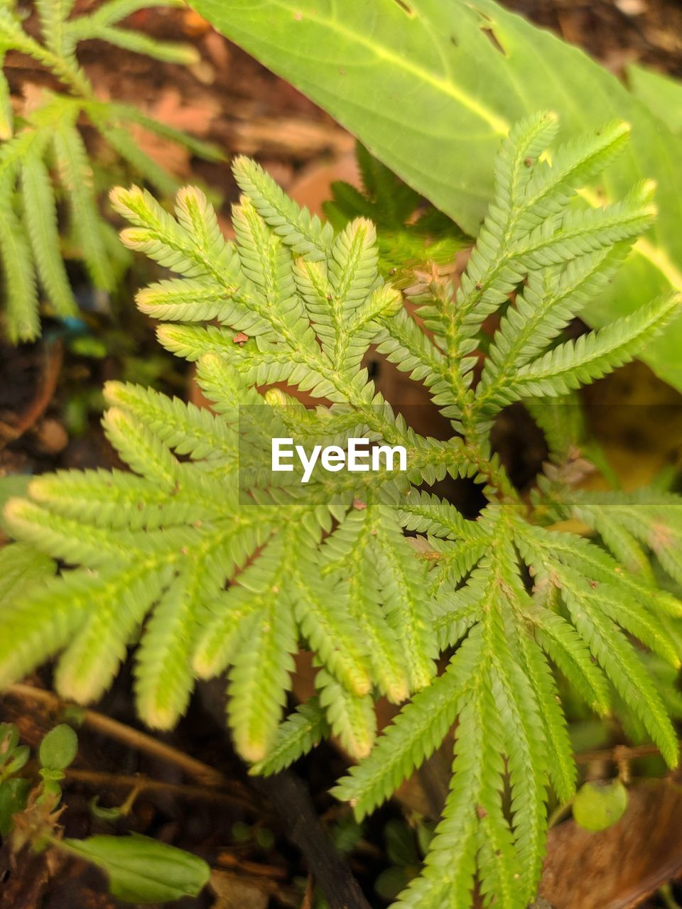 CLOSE-UP OF FERN