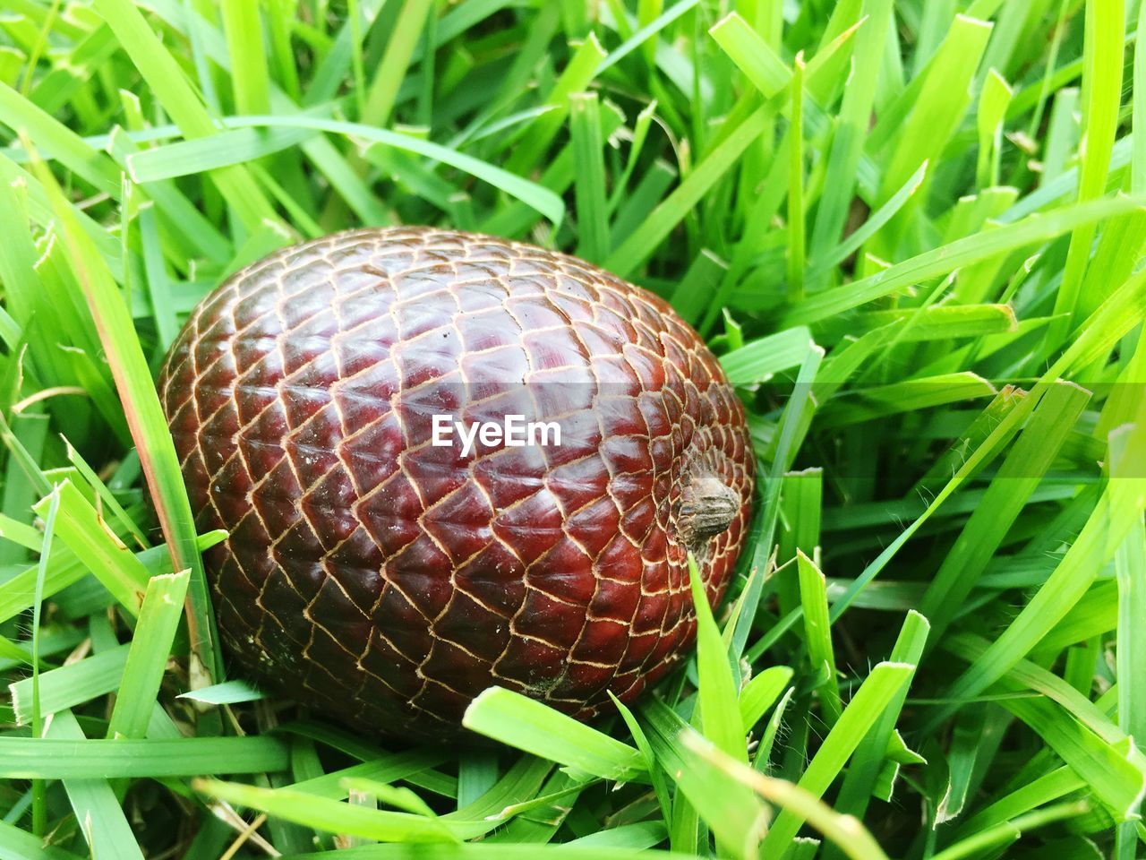 HIGH ANGLE VIEW OF TURTLE ON GRASS