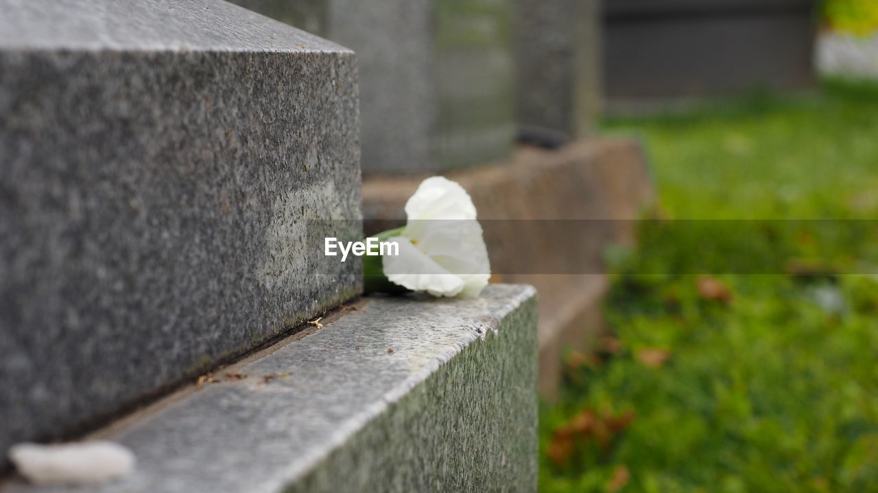 green, cemetery, grave, plant, flower, tombstone, flowering plant, no people, day, nature, death, sadness, outdoors, stone material, stone, close-up, selective focus, architecture, focus on foreground, memorial, white, emotion, grass, beauty in nature, grief