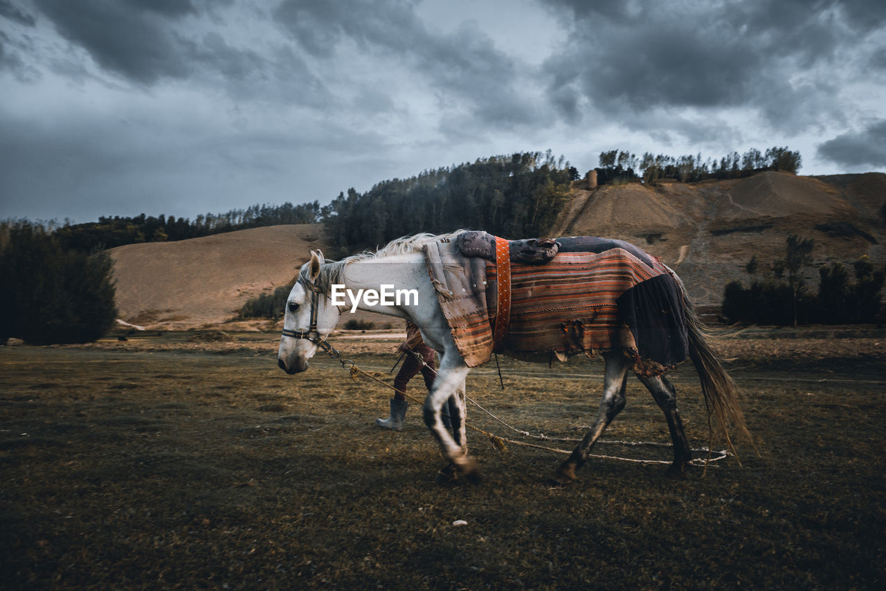 Horses on field