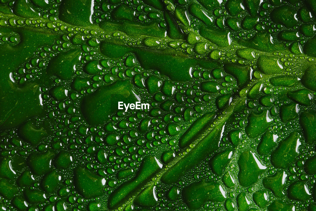 Green leaf macro with water drops with copy-space