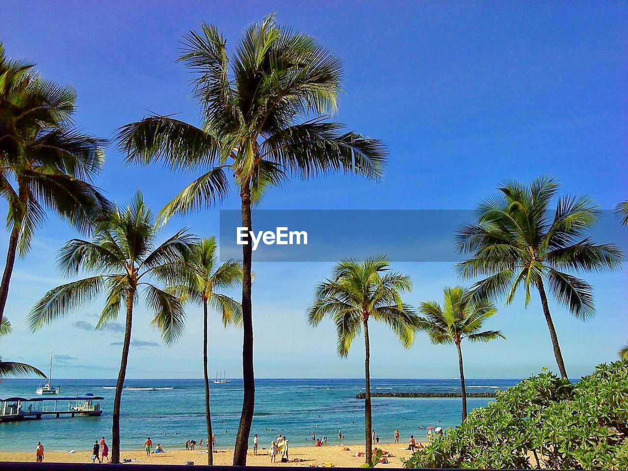 View of palm trees on beach against blue sky