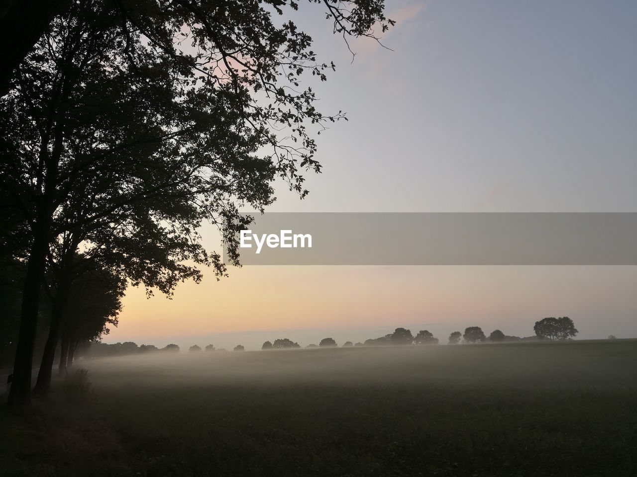 TREES ON FIELD AGAINST SKY AT SUNSET