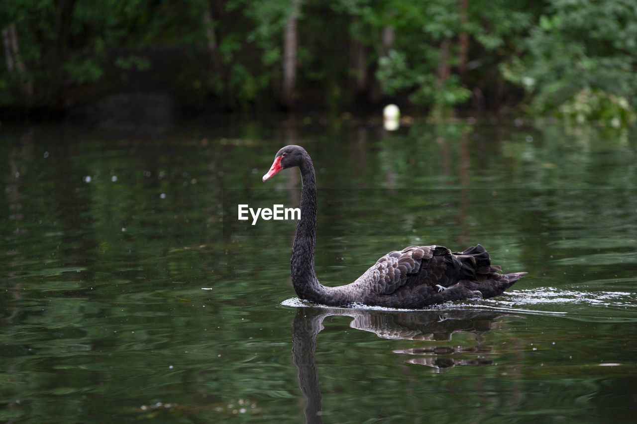 BLACK SWAN SWIMMING IN LAKE