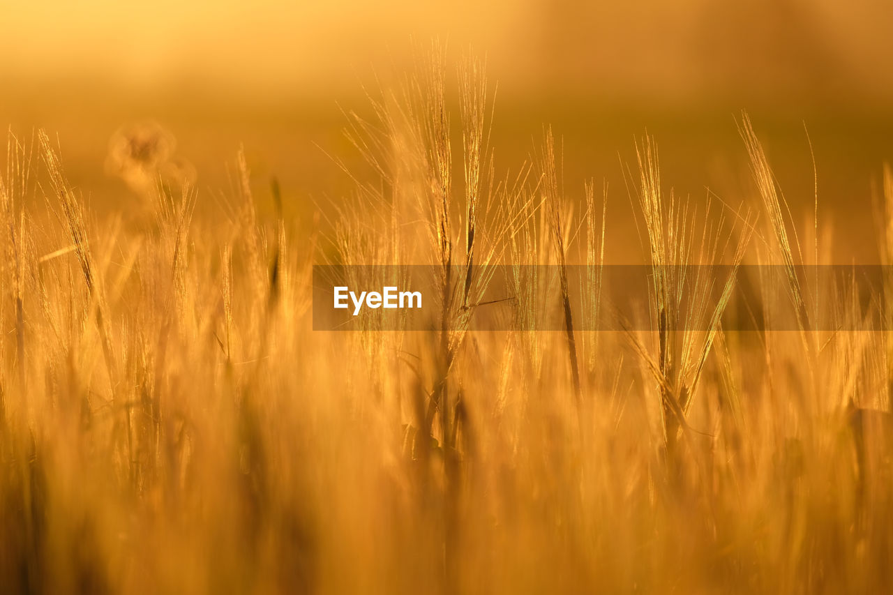 Close-up of wheat growing on field. glowing golden back lit during sunset. dusk background wallpaper