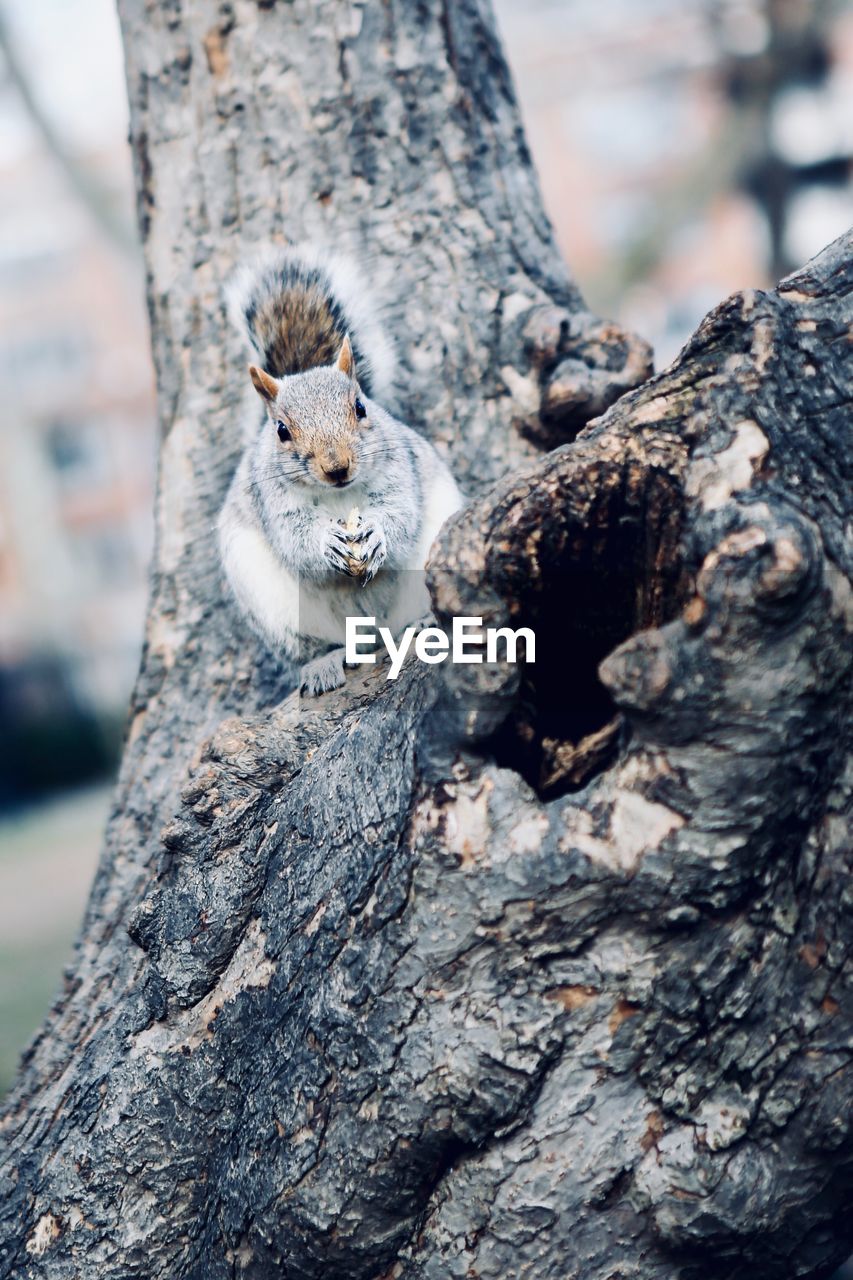 Close-up of squirrel on tree trunk