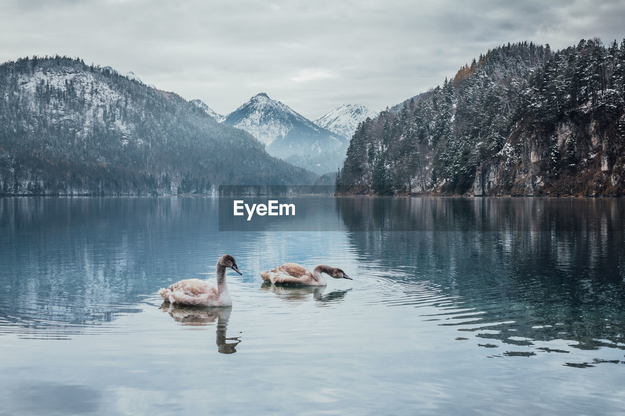 Swans swimming in lake