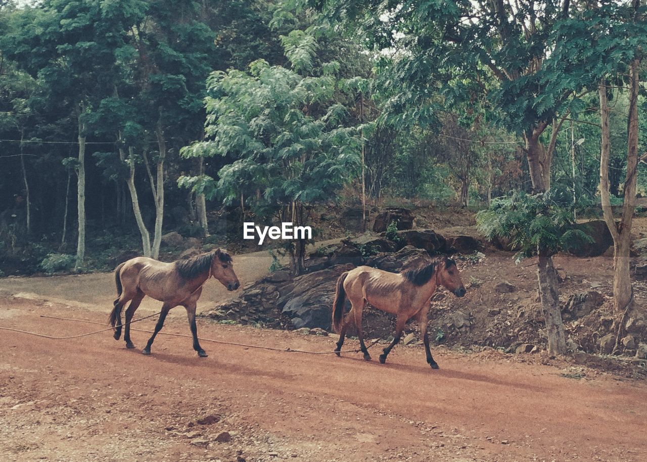 HORSES IN THE FOREST