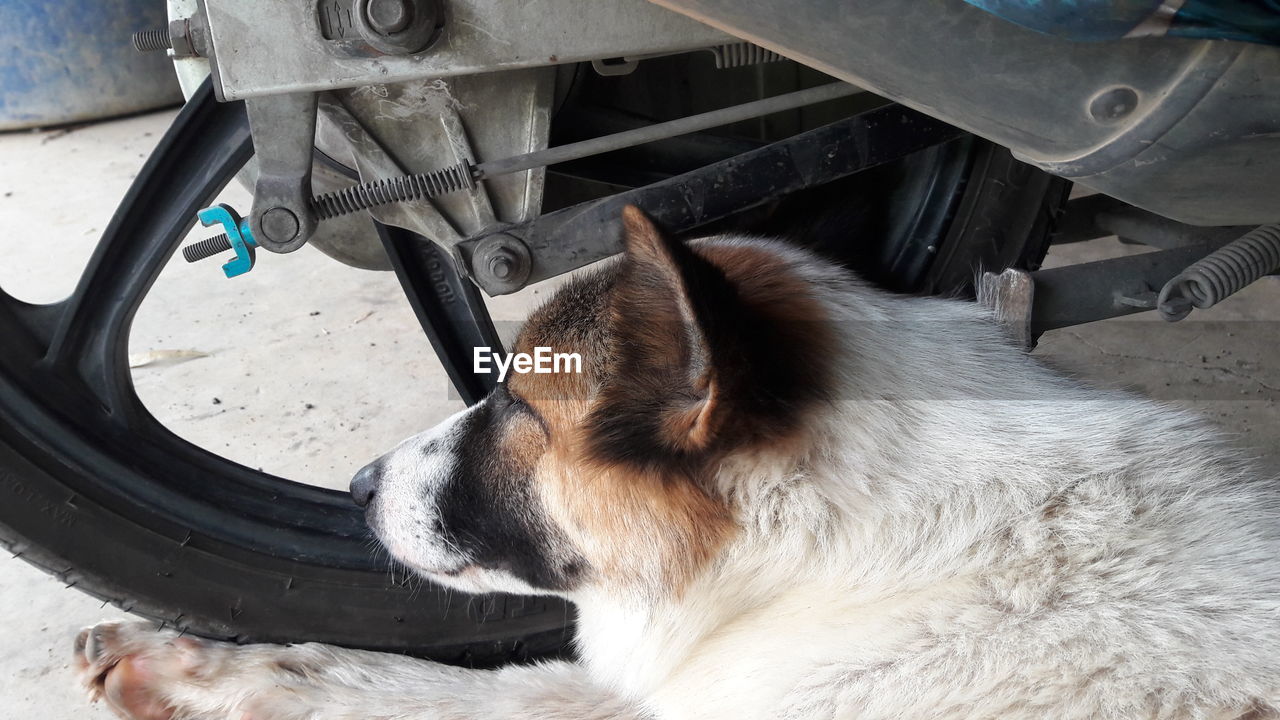 HIGH ANGLE VIEW OF DOG SITTING ON CAR