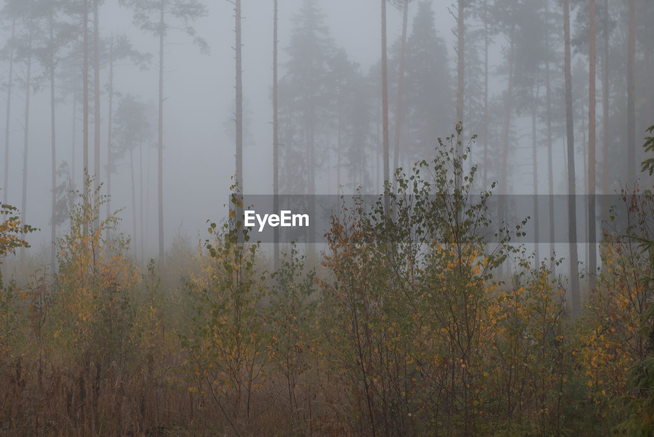 PLANTS IN FOREST