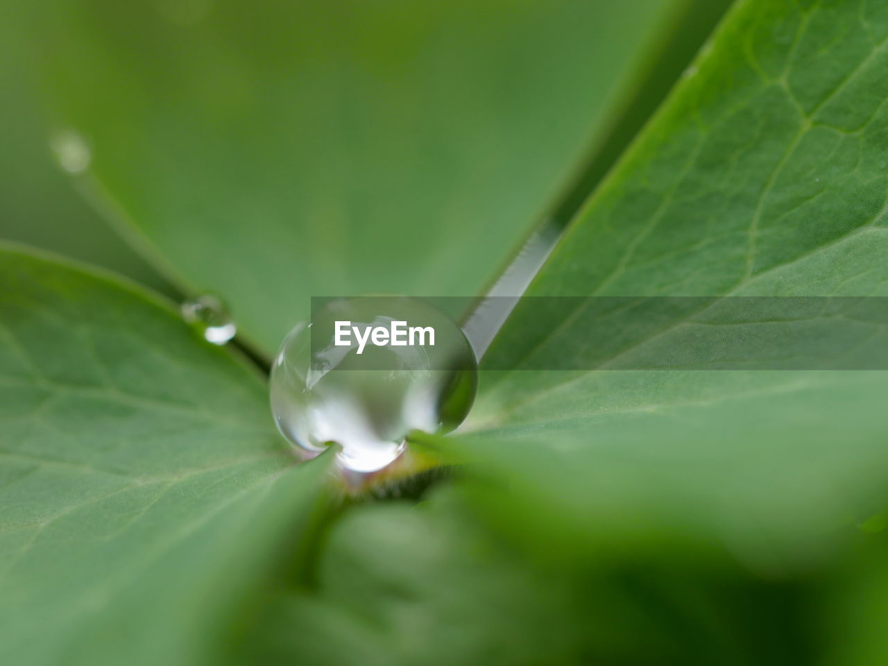 CLOSE-UP OF LEAF