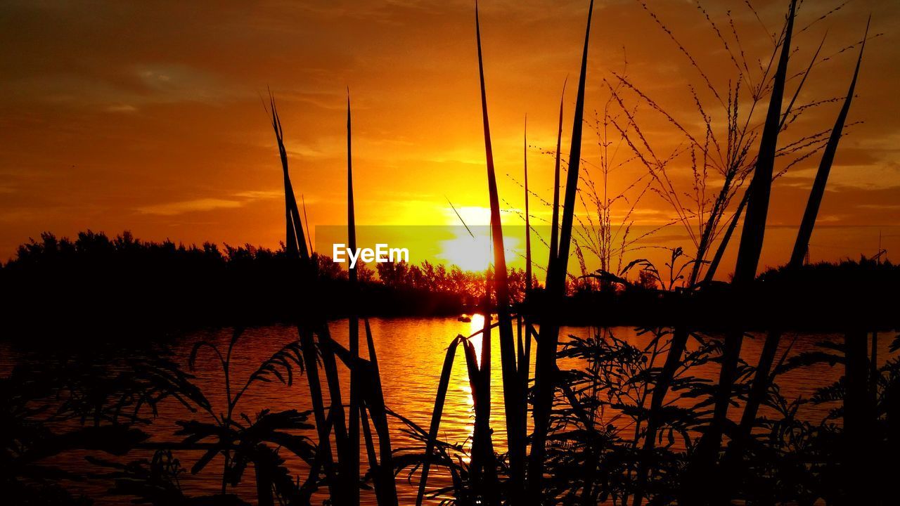 Close-up of silhouette plants by lake against orange sky