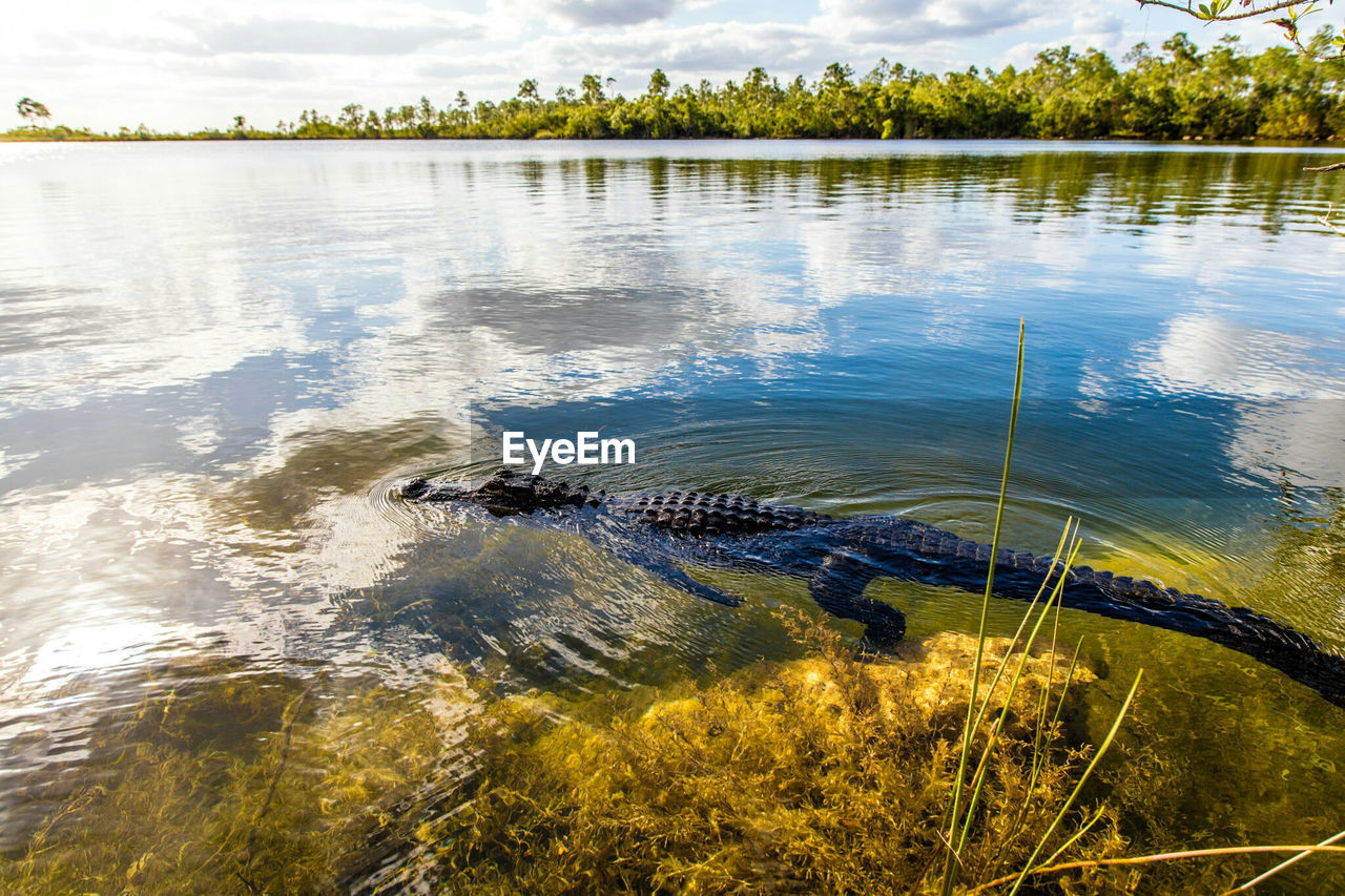 Side view of crocodile swimming in river against cloudy sky