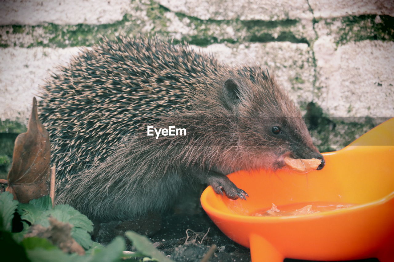 Close-up of l hedgehog eating food
