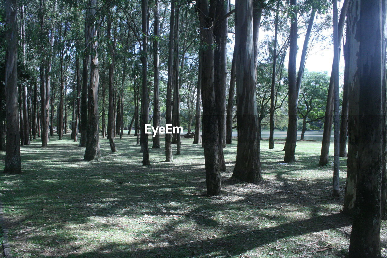 SCENIC VIEW OF FOREST