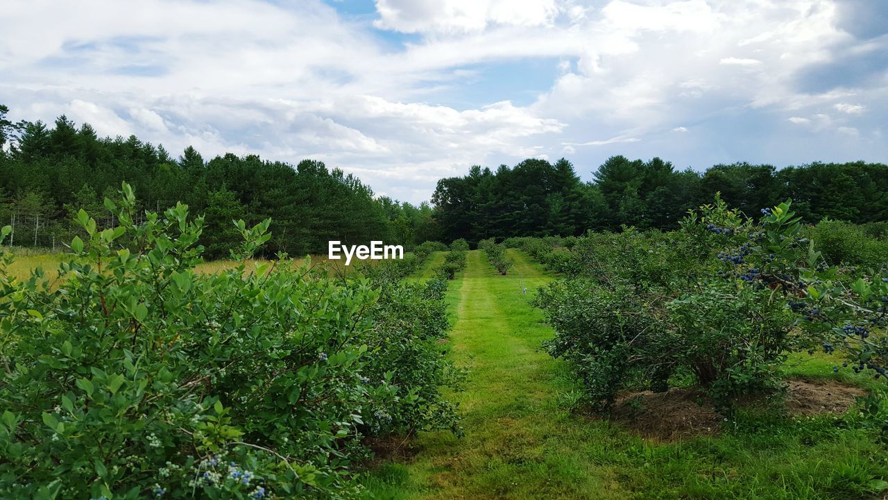 Plants growing on grassy field against cloudy sky