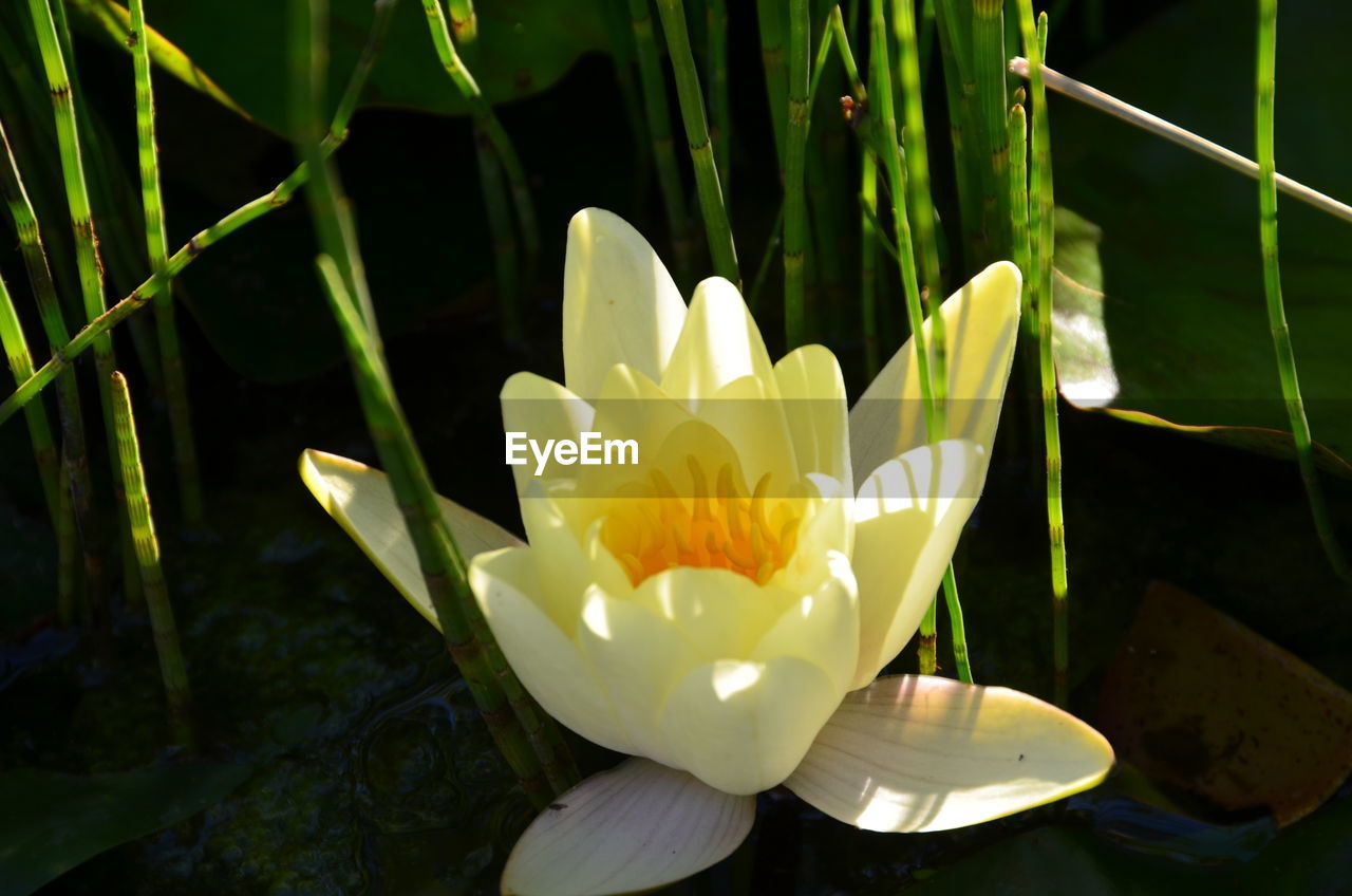 CLOSE-UP OF WHITE WATER LILY BLOOMING