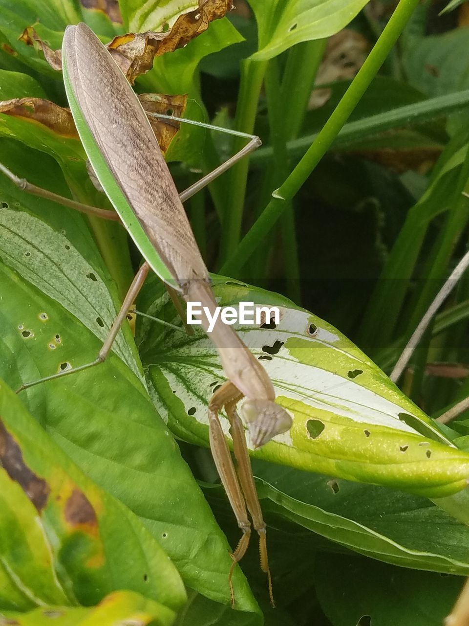 CLOSE-UP OF DAMSELFLY ON LEAF