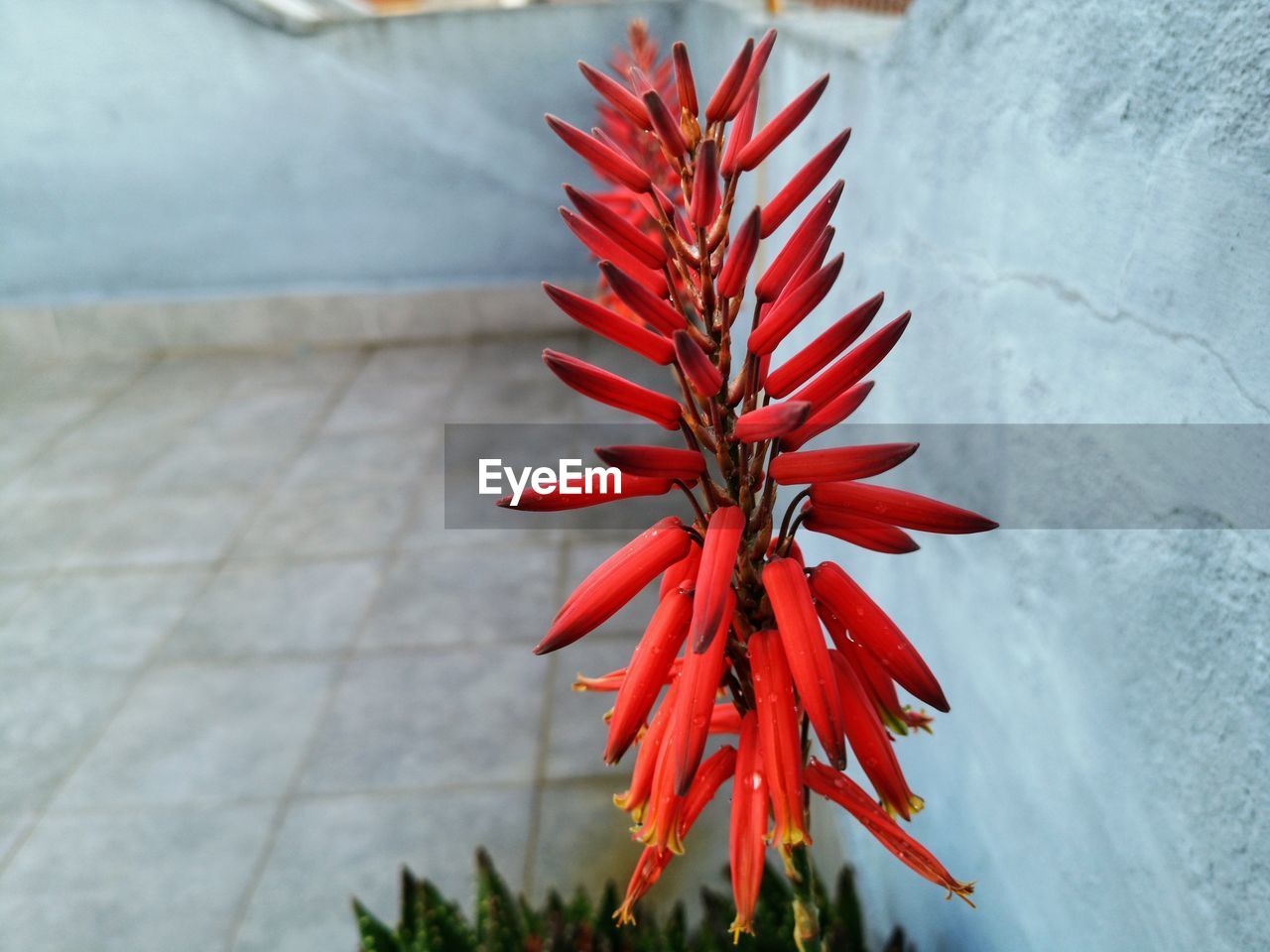 HIGH ANGLE VIEW OF RED FLOWERING PLANT AGAINST WALL