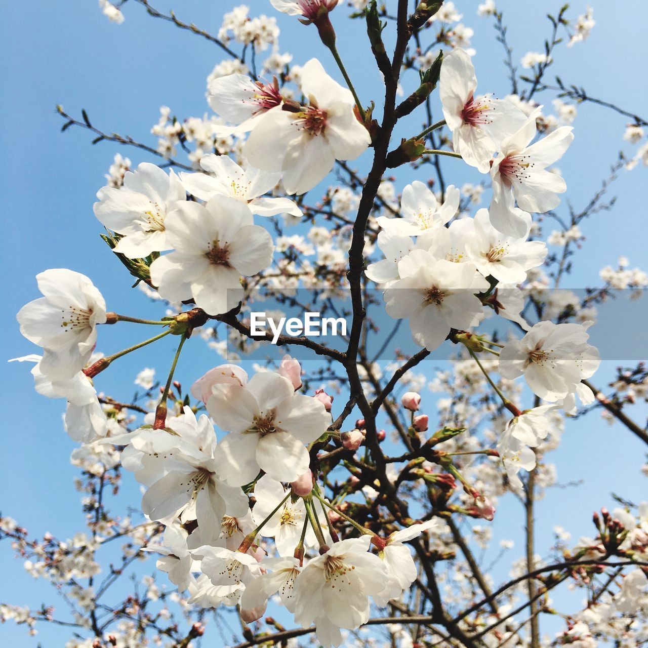 Low angle view of apple blossoms in spring