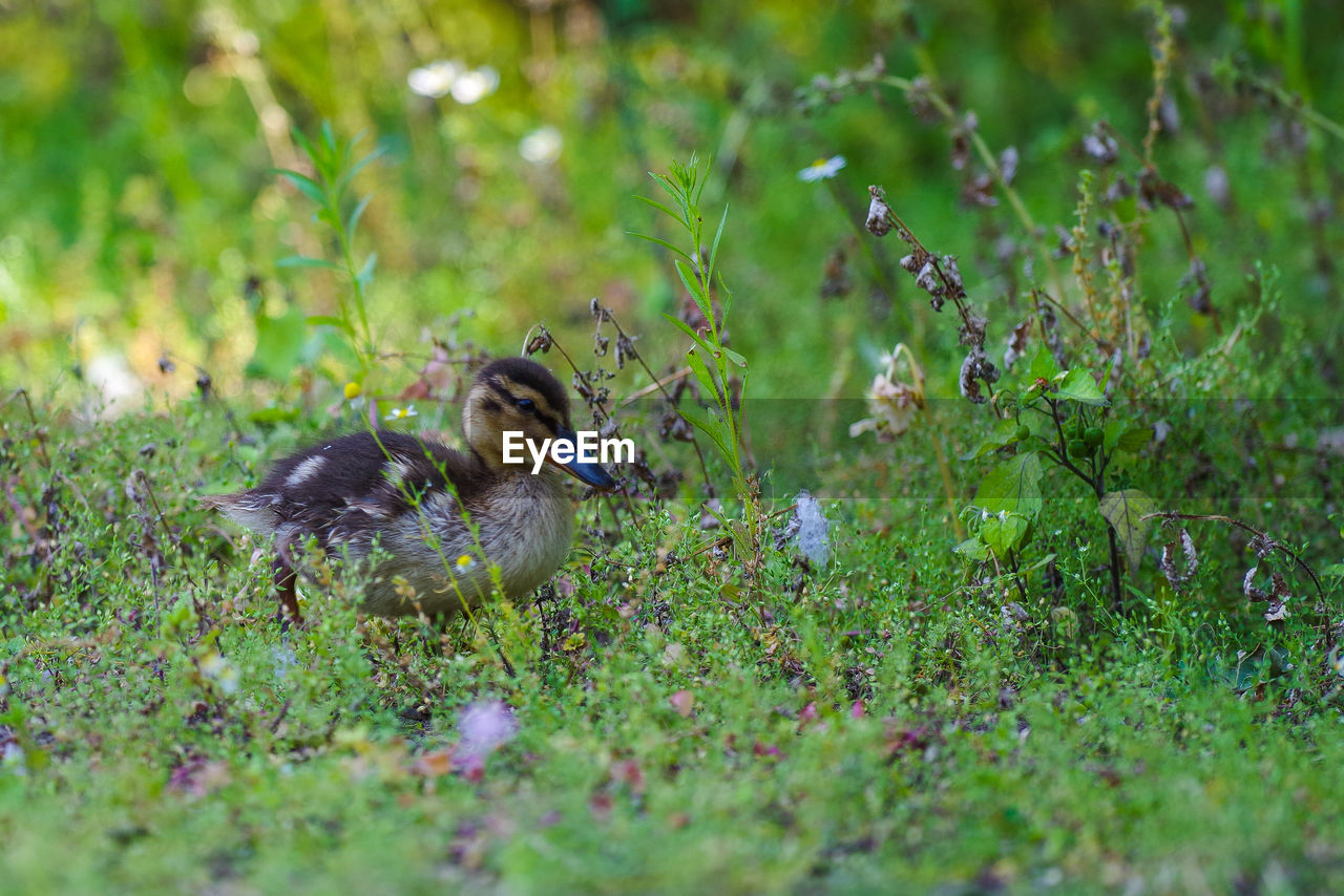 Mallard duck on field