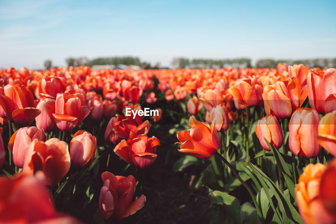 close-up of red tulip flowers