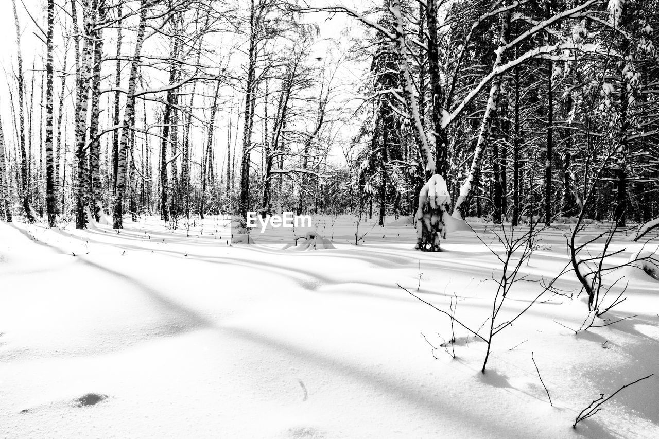 BARE TREES ON SNOW COVERED LAND IN FOREST