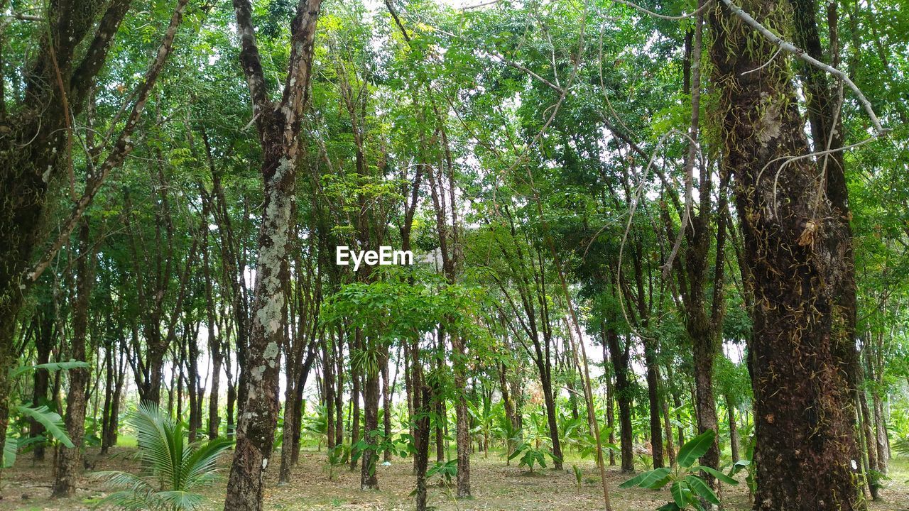 View of trees in forest