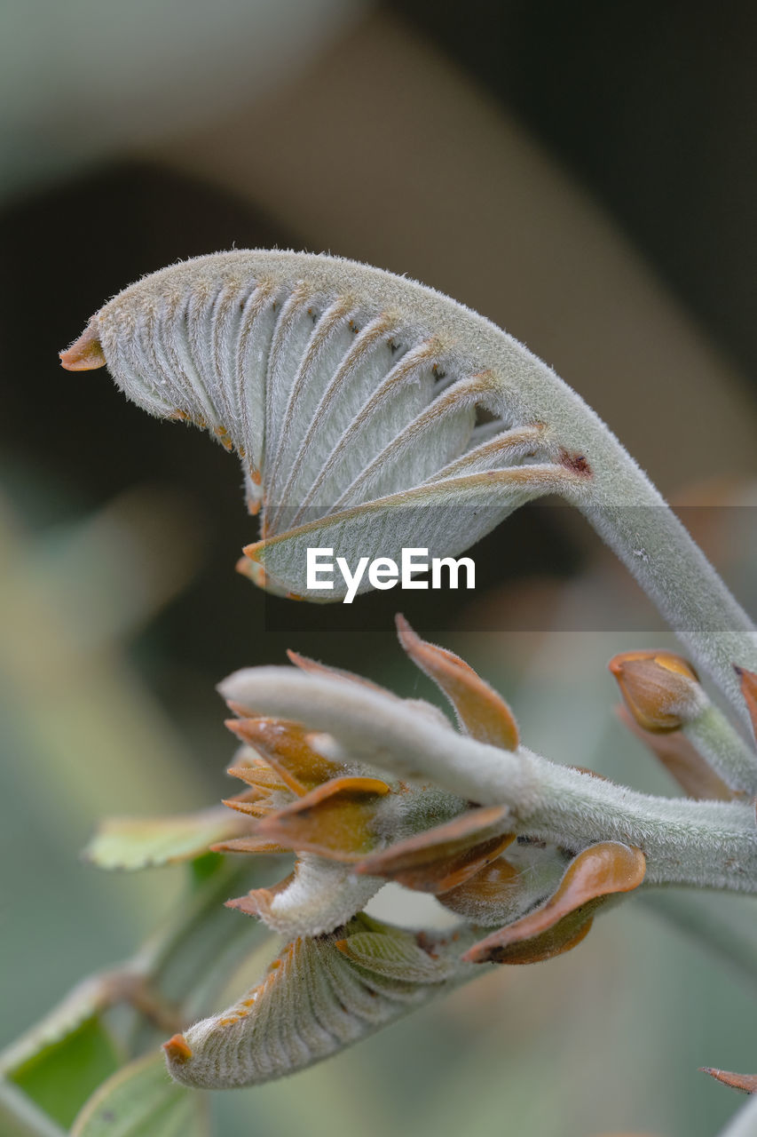 Close-up of white flower plant