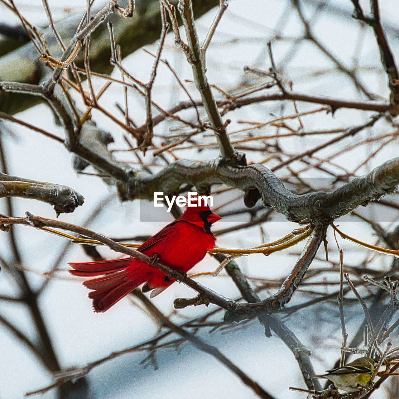 RED BIRD PERCHING ON BRANCH