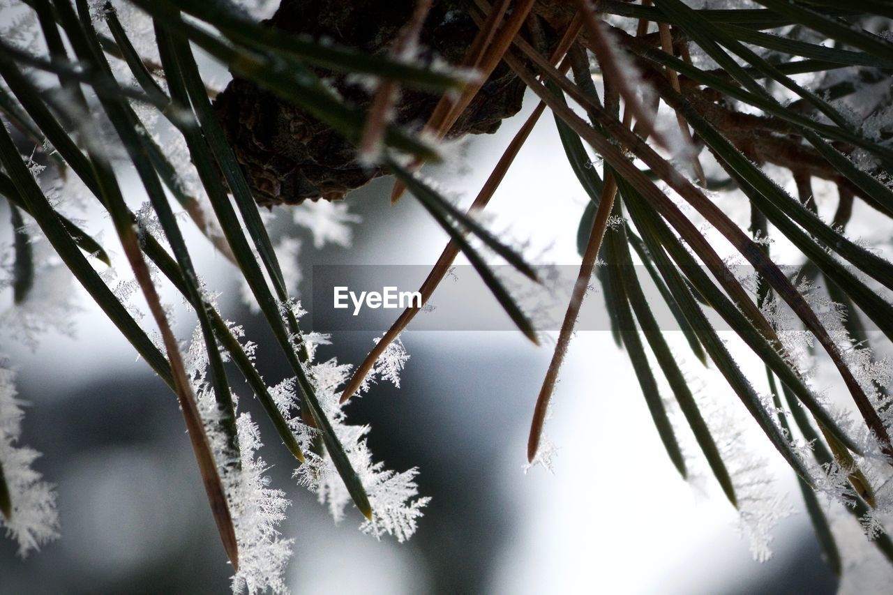 Close-up of frozen plant
