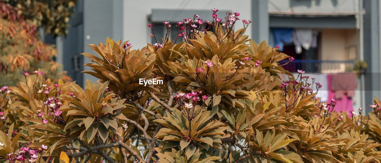 CLOSE-UP OF FLOWERING PLANTS