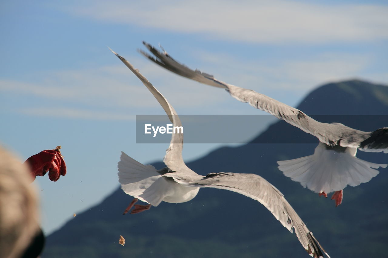 Scenic view of seagull flying mid air