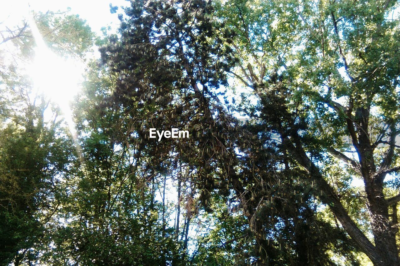 LOW ANGLE VIEW OF TREES IN FOREST